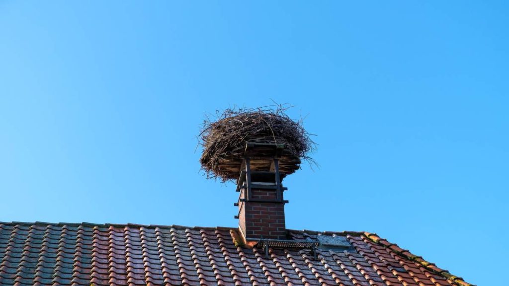 Vogel vast in schoorsteen. Er is een groot nest.